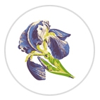 Iris Poudre de Riz
