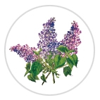 Lilas